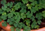 Compare Oxalis and Clover - What's the difference?