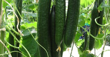 Compare Lebanese Cucumber and Continental Cucumber - What's the difference?