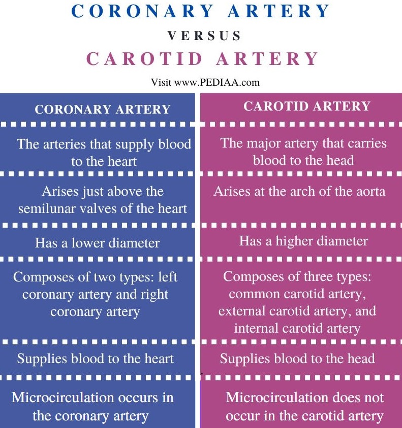 Coronary vs Carotid Artery - Comparison Summary