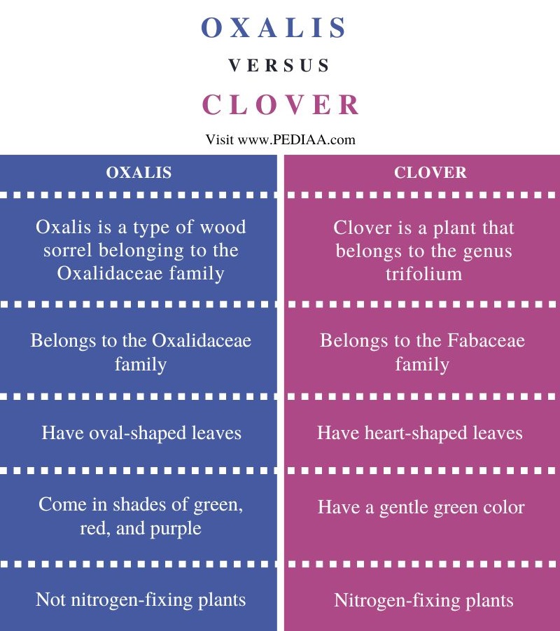 Difference Between Oxalis and Clover - Comparison Summary