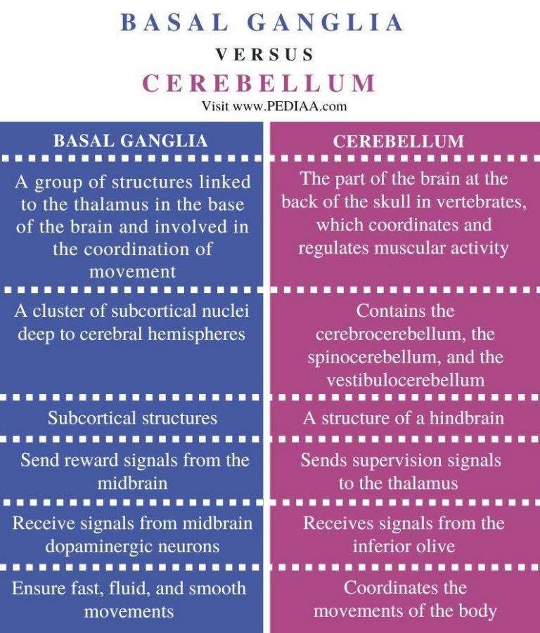 What is the Difference Between Basal Ganglia and Cerebellum - Pediaa.Com