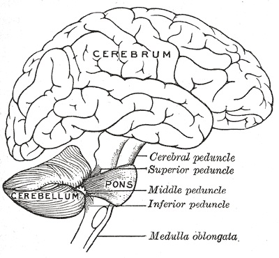 Basal Ganglia vs Cerebellum