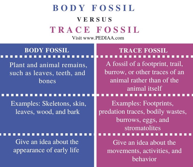 Body Fossil vs Trace Fossil - Comparison Summary
