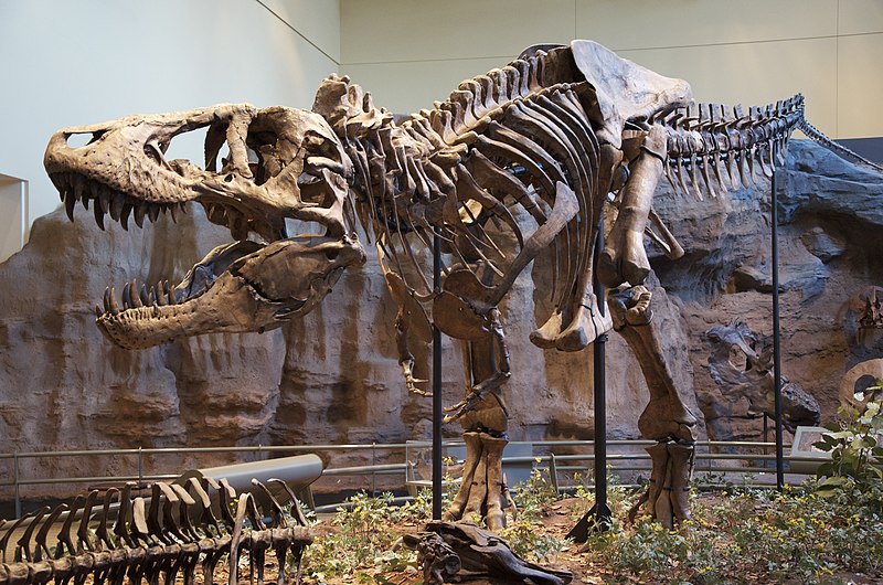 Comapre Body Fossil and Trace Fossil