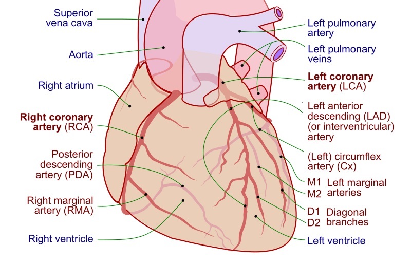 what-is-the-difference-between-coronary-and-carotid-artery-pediaa-com