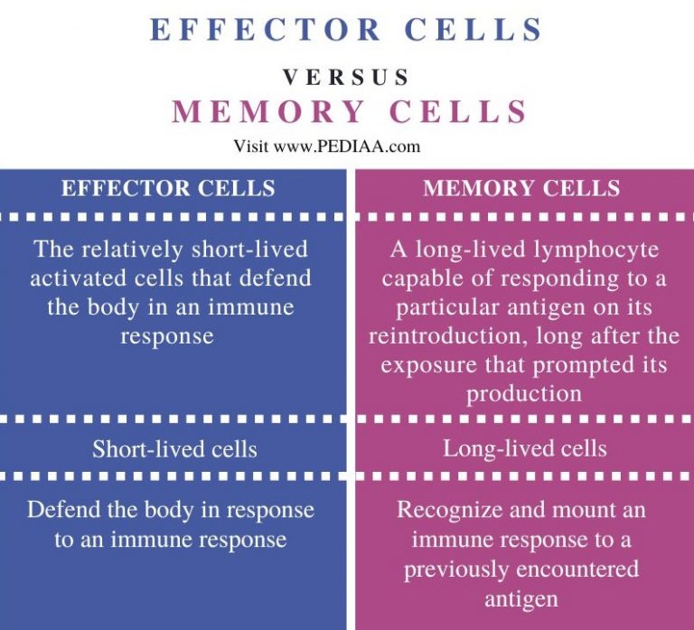 difference between central memory and effector memory t cells