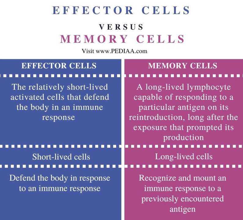 Effector vs Memory Cells - Comparison Summary