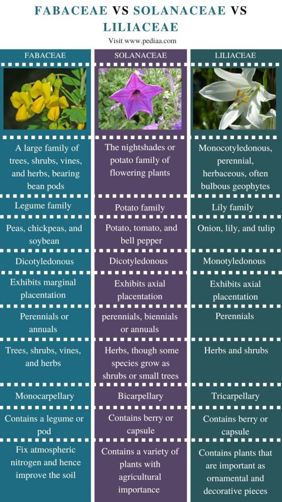 what-is-the-difference-between-fabaceae-solanaceae-and-liliaceae