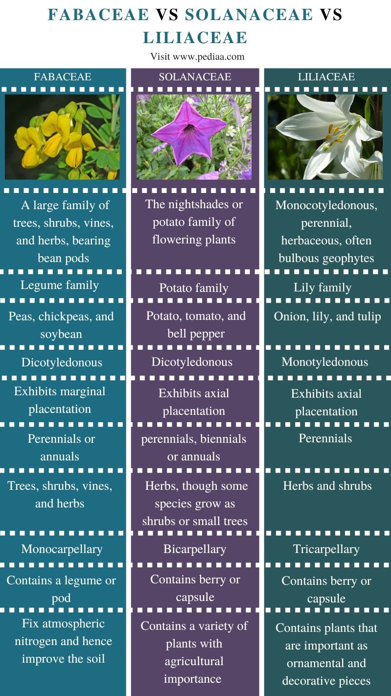Fabaceae Solanaceae vs Liliaceae - Comparison Summary