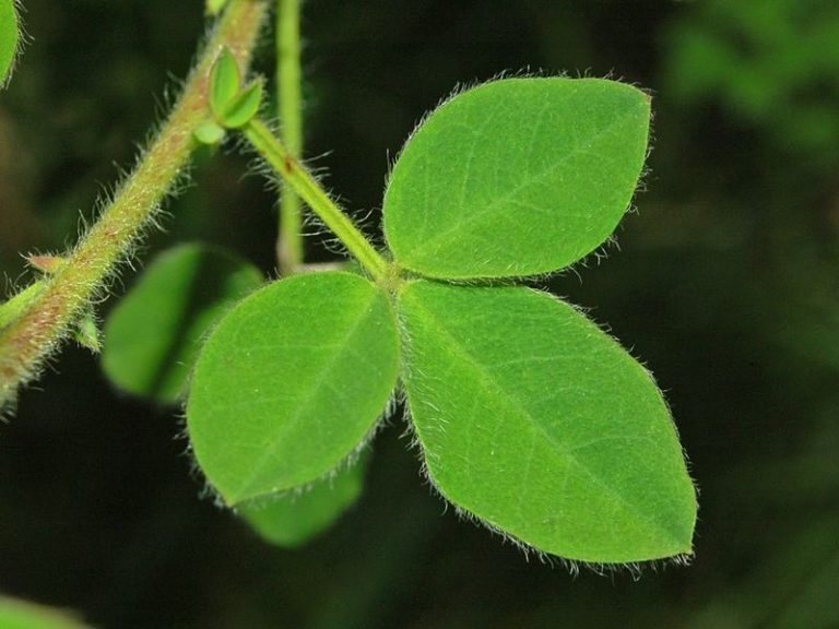 biochemistry-and-characteristics-of-pea-family-fabaceae-britannica