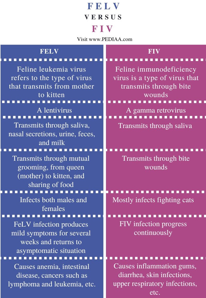 FeLV vs FIV - Comparison Summary