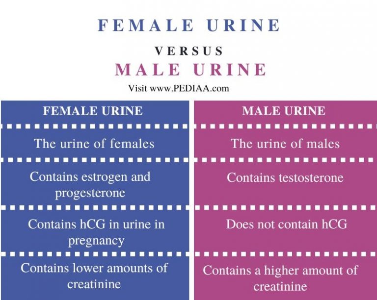 What is the Difference Between Female and Male Urine