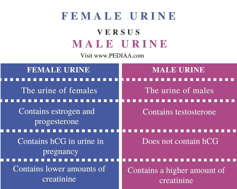 What is the Difference Between Female and Male Urine