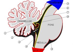 What is the Difference Between Forebrain Midbrain and Hindbrain ...