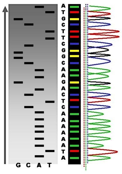 Genotyping vs Sequencing