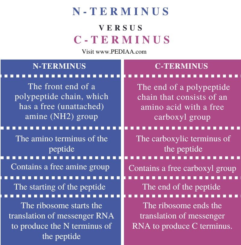 N-terminus vs C-terminus - Comparison Summary