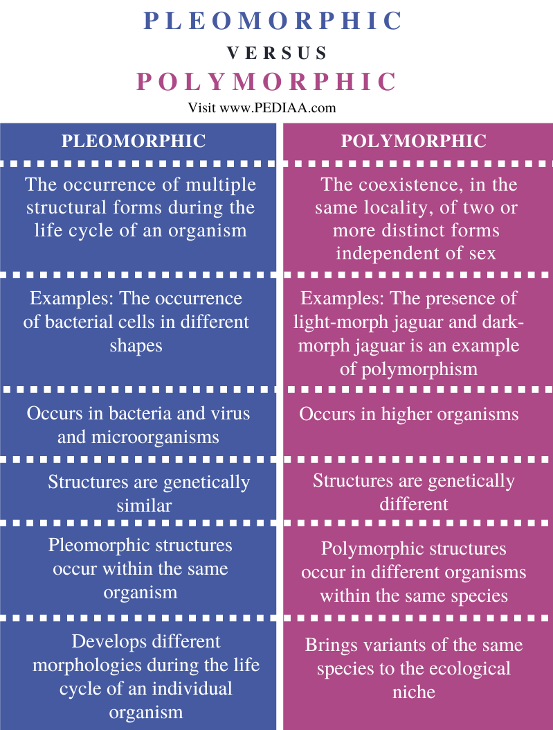 Pleomorphic vs Polymorphic - Comparison Summary
