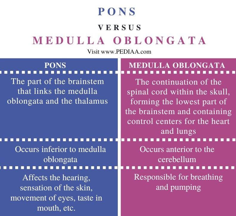Pons vs Medulla Oblongata - Comparison Summary