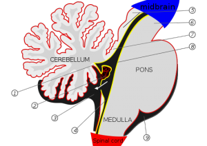 What is the Difference Between Pons and Medulla Oblongata - Pediaa.Com