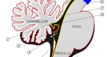 Pons vs Medulla Oblongata
