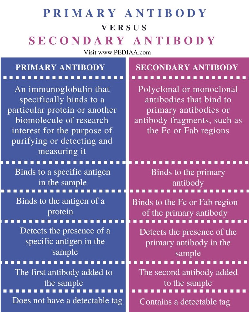 Primary vs Secondary Antibody -  Comparison Summary