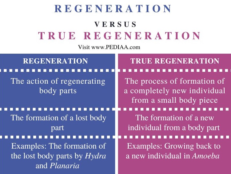 What is the Difference Between Regeneration and True Regeneration