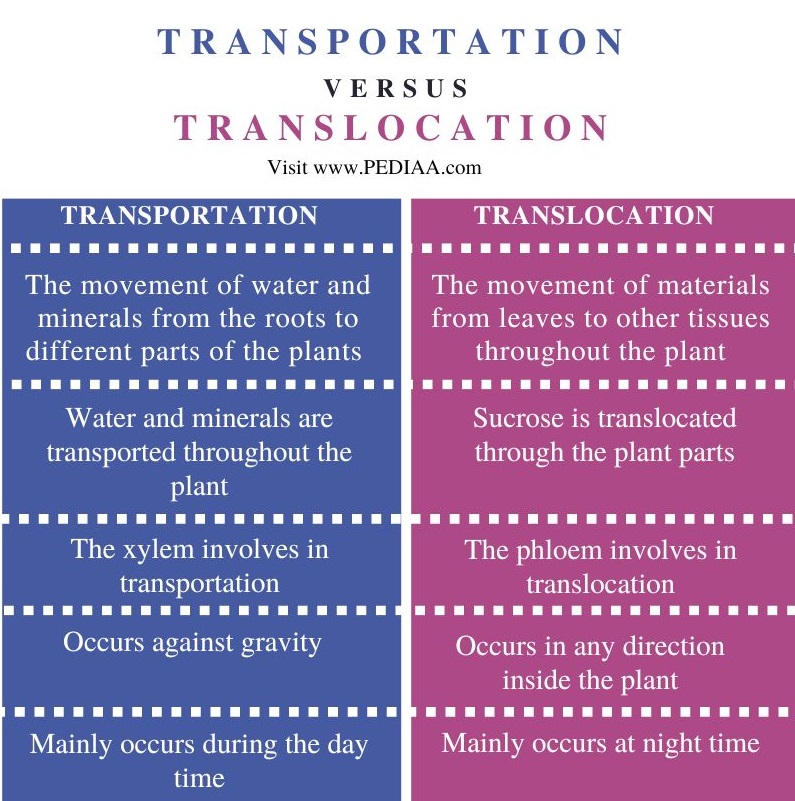 what-is-the-difference-between-transportation-and-translocation