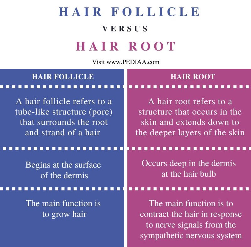 Difference Between Hair Follicle and Hair Root - Comparison Summary