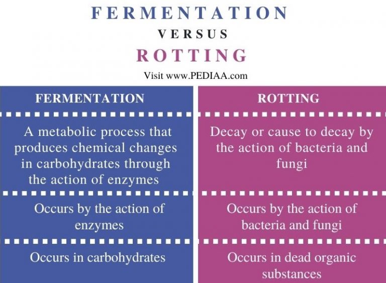 What is the Difference Between Fermentation and Rotting