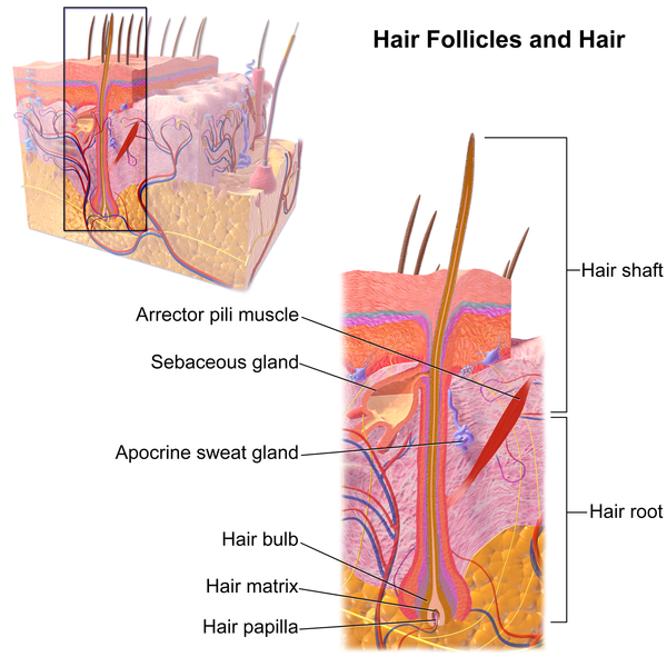 Compare Hair Follicle and Hair Root