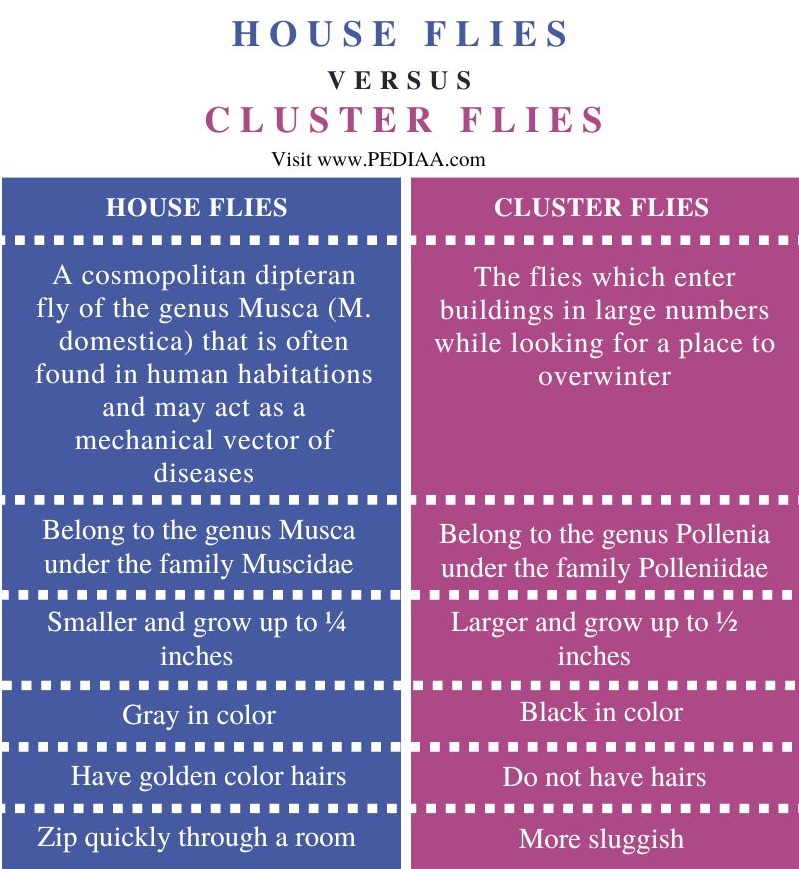 House Flies vs Cluster Flies - Comparison Summary