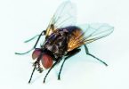 Compare House Flies and Cluster Flies - What is the Difference?