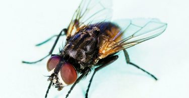 Compare House Flies and Cluster Flies - What is the Difference?