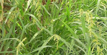 Compare Foxtail Millet and Barnyard Millet - What's the difference?