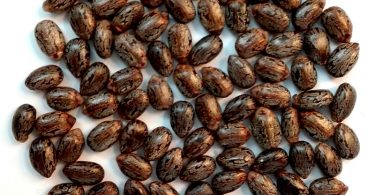 Compare Castor Oil and Black Castor Oil - What's the difference?