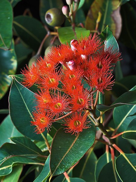 Compare Eucalyptus and Corymbia - What's the difference?