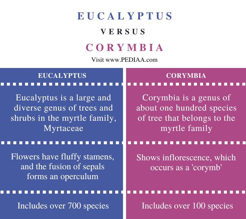 Difference Between Eucalyptus and Corymbia - Comparison Summary
