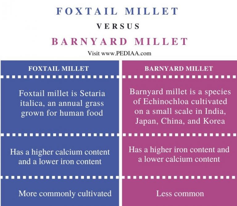 What is the Difference Between Foxtail Millet and Barnyard Millet