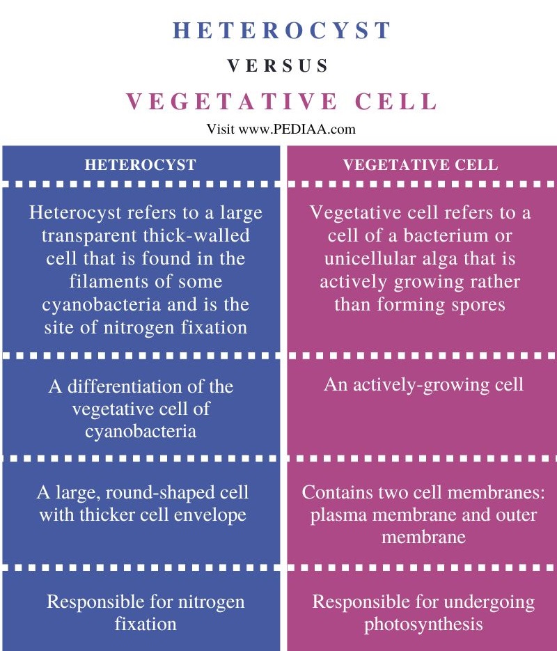Difference Between Heterocyst and Vegetative Cell - Comparison Summary