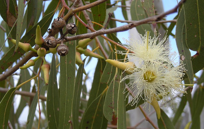 Eucalyptus vs Corymbia