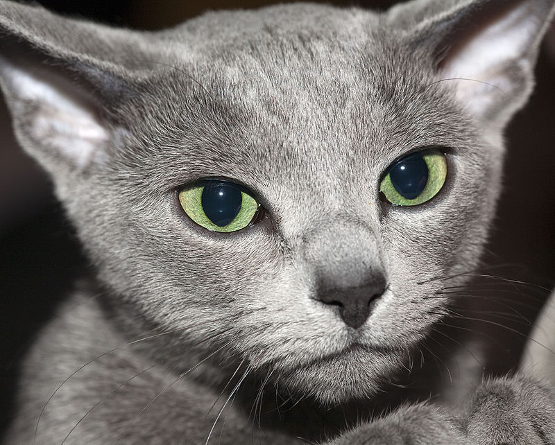 Compare Korat and Russian Blue - What's the difference?