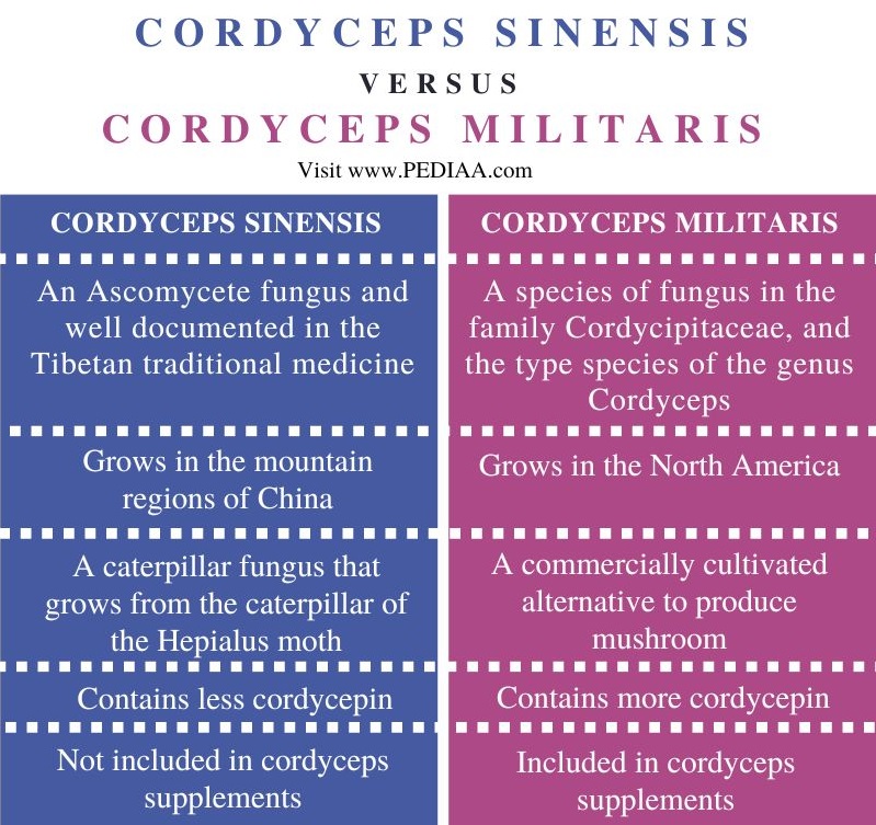 Cordyceps Sinensis vs Cordyceps Militaris - Comparison Summary