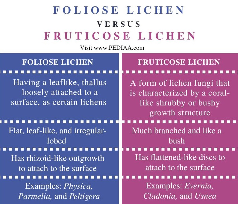 Foliose vs Fruticose Lichen - Comparison Summary