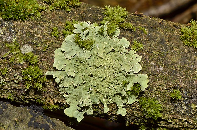 Compare Foliose and Fruticose Lichen