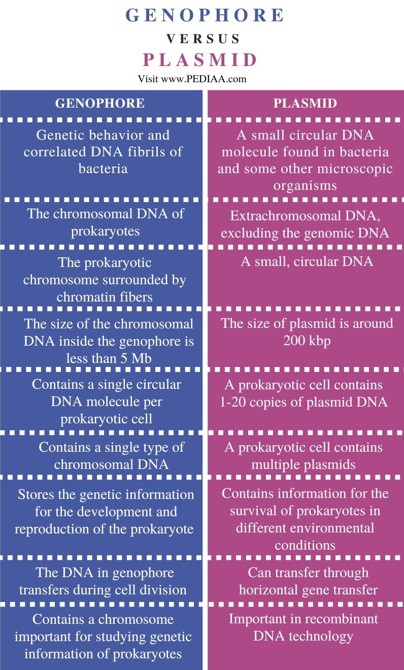 Genophore vs Plasmid - Comparison Summary