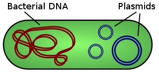 Genophore vs Plasmid
