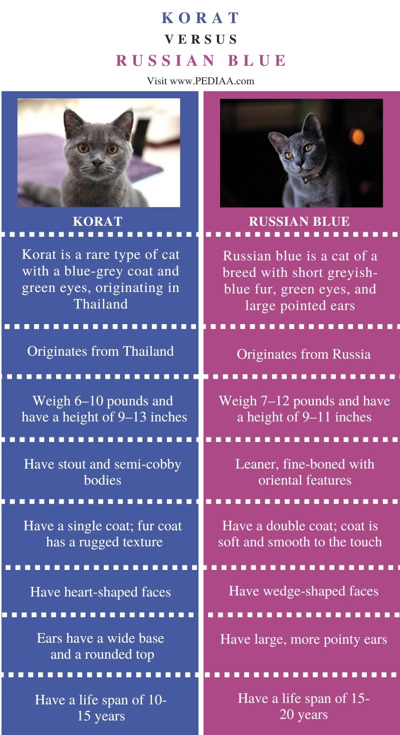  Difference Between Korat and Russian Blue - Comparison Summary