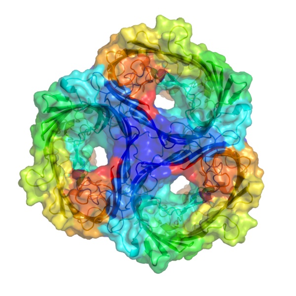 Compare Porins and Aquaporins
