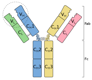 What is the Difference Between Antibodies and White Blood Cells ...