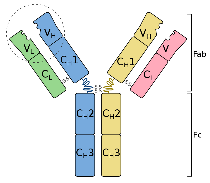What is the Difference Between Antibodies and White Blood Cells